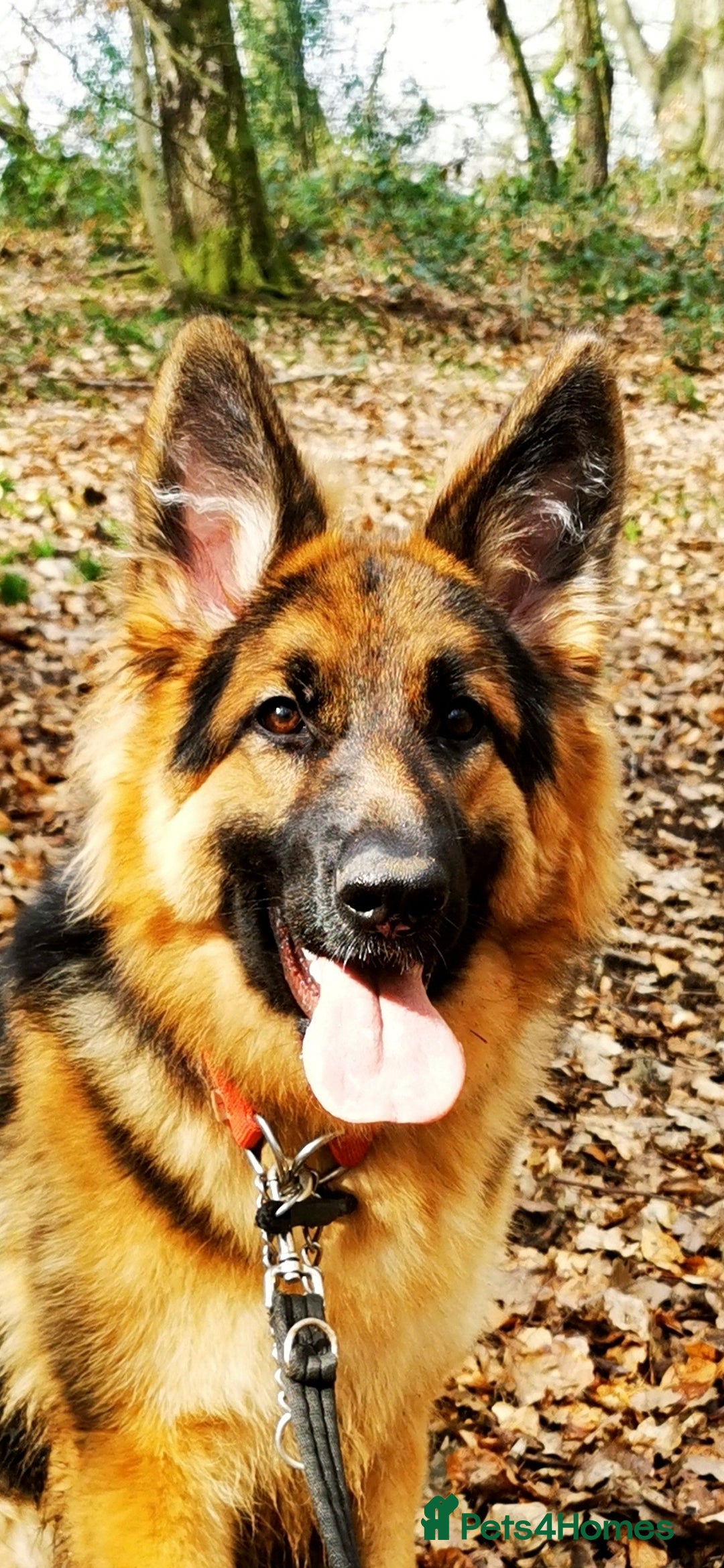 German Shepherd dogs for sale: German Shepherd Puppies from health tested parents - Image 4