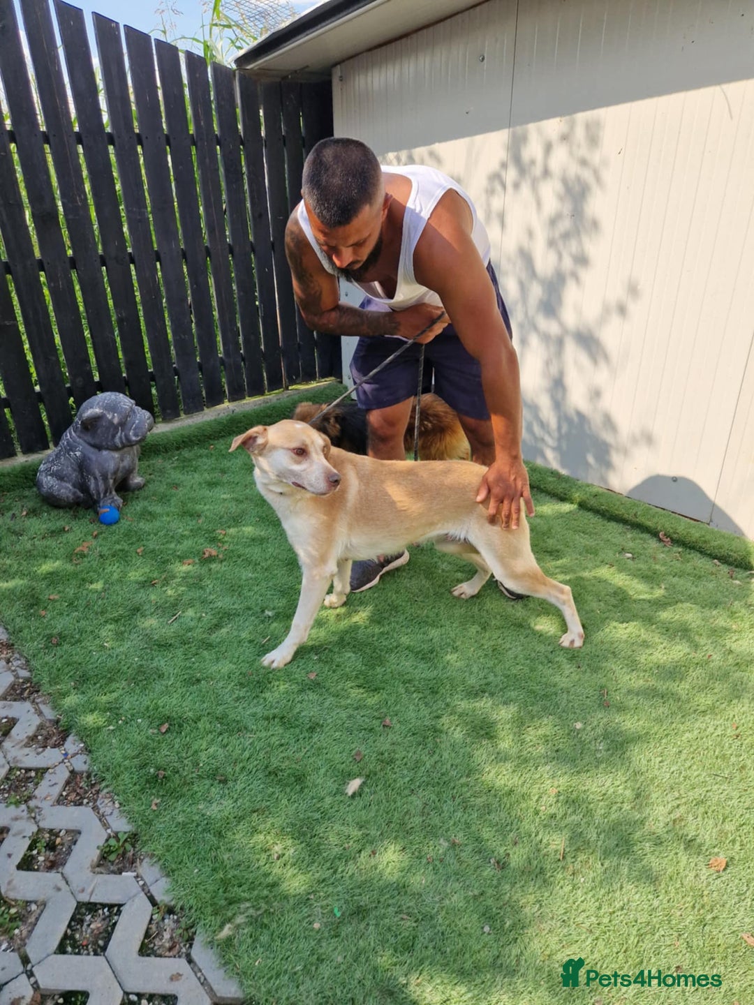 Mixed Breed dogs for adoption: 🐾Luna – a small Lab-type girl longing for love ❤️ - Advert 5