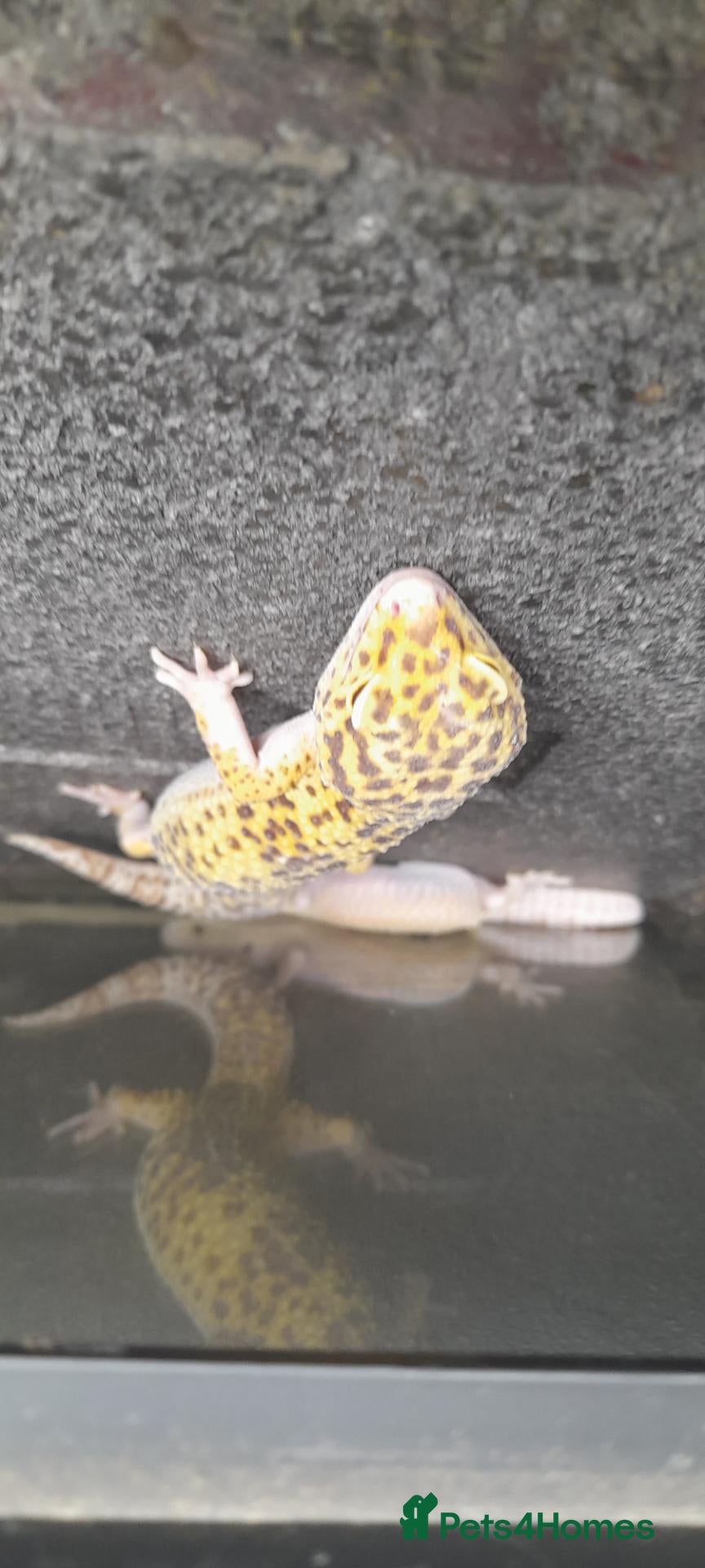 Chameleon reptiles 4 leopard geckos - Advert 1