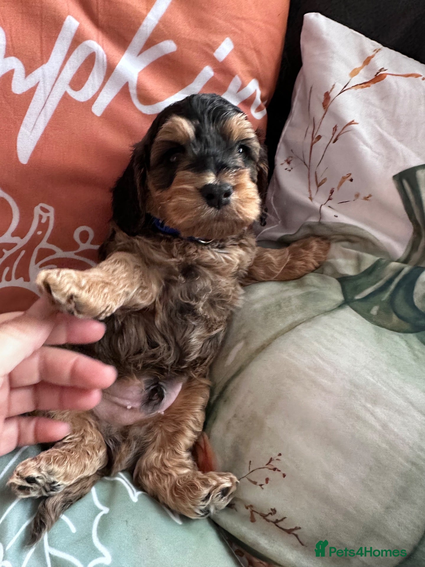 Cockapoo dogs Sable cockapoos, health tested parents  - Advert 2