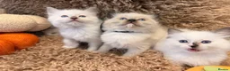 Ragdoll cats for sale: 3 beautiful ragdoll babies! - Advert 2