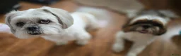Shih Tzu dogs for sale: Beautiful Purebred Shih Tzu Puppies for Sale - Advert 33