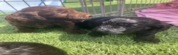 Cockapoo dogs for sale: F1 Cockapoos in Caerphilly - Advert 14