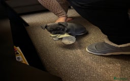 French Bulldog dogs for sale: Male French Bulldog - Image 7