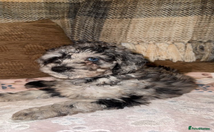 Labradoodle dogs - Advert 14