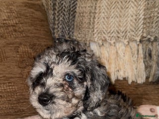 Labradoodle dogs - Advert 1