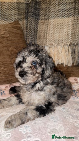 Labradoodle dogs - Advert 1