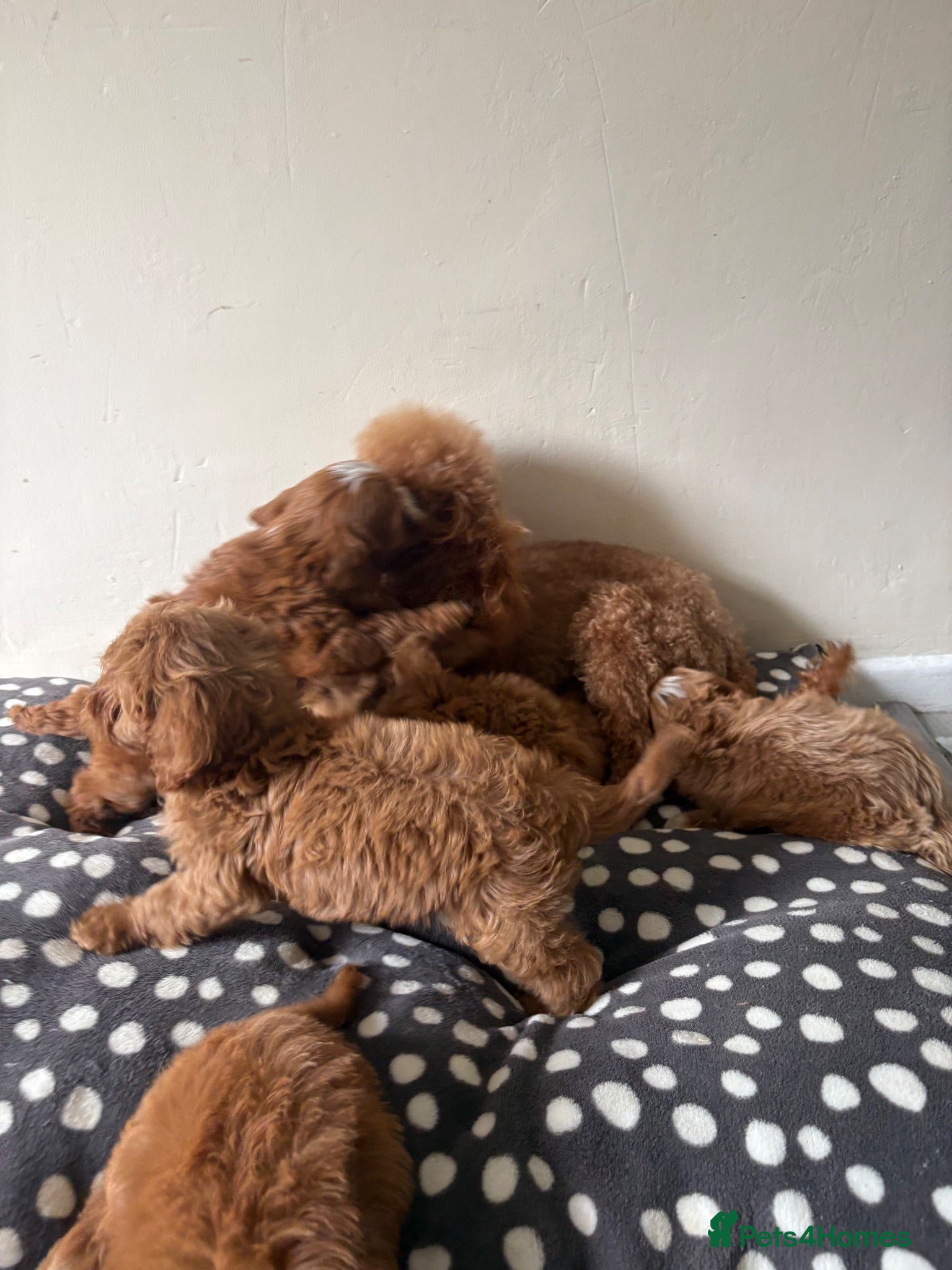 Cavapoo dogs Gorgeous CavaPoo puppies - Advert 2