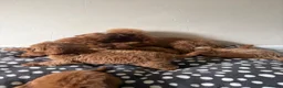 Cavapoo dogs for sale: Gorgeous CavaPoo puppies - Advert 1