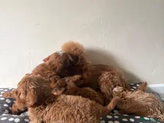 Cavapoo dogs Gorgeous CavaPoo puppies - Advert 12