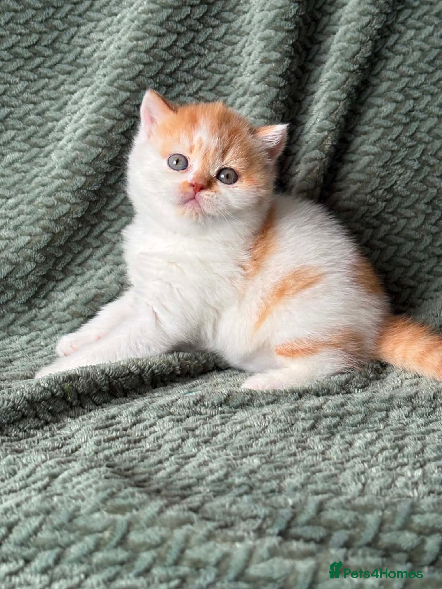 British Shorthair cats Beautiful Gccf registered bsh kittens  - Advert 18