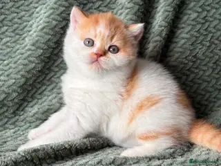 British Shorthair cats Beautiful Gccf registered bsh kittens - Advert 18