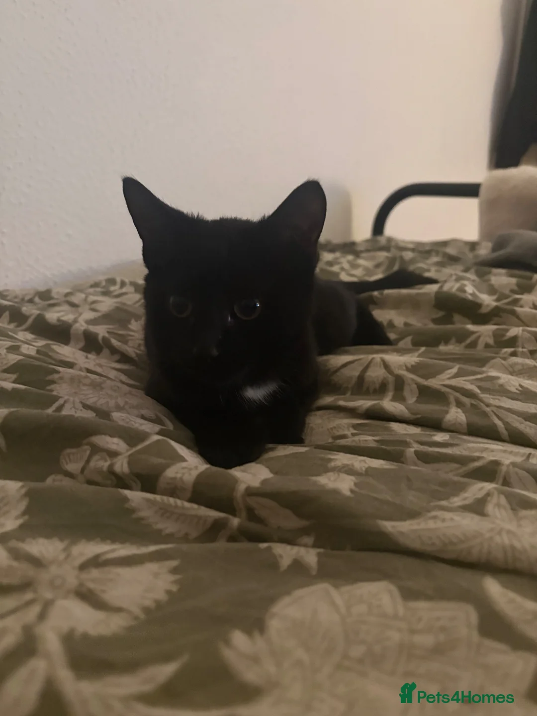 Mixed Breed cats for sale: rescue kittens for a loving home  - Advert 7