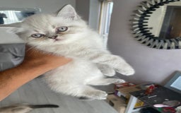 Persian cats for sale: Colourpoint blue/blue lynx  - Image 11