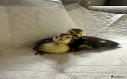 Ducks poultry for sale: Muscovies Muscovy ducklings Unsexed  - Image 1