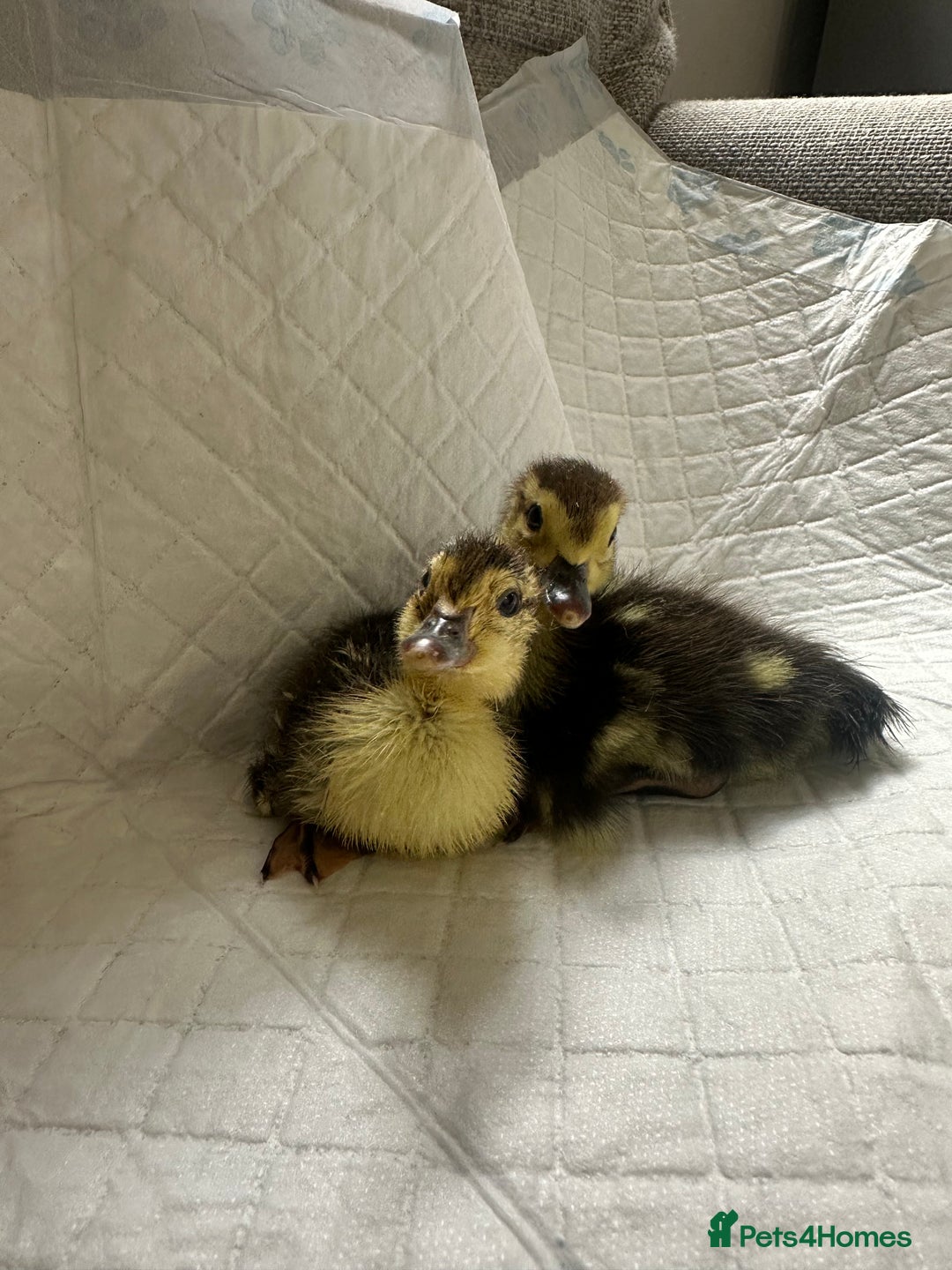 Ducks poultry for sale: Muscovies Muscovy ducklings Unsexed  - Image 1