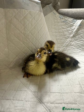 Ducks poultry - Advert 9