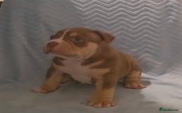 American Bully dogs for sale: 🏡Ready to leave 2 weeks 🔥🦍AMERICAN BULLIES🔥🦍 - Image 19