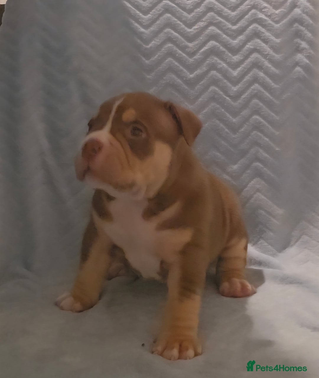American Bully dogs for sale: 🏡Ready to leave 2 weeks 🔥🦍AMERICAN BULLIES🔥🦍 - Image 19