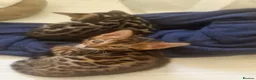 Bengal cats for sale: ⭐️Bengal kittens⭐️ in Cambridge - Advert 4