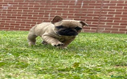 French Bulldog dogs for sale: KC HEALTH TESTED STANDARD FRENCH BULLDOG PUPS - Image 14