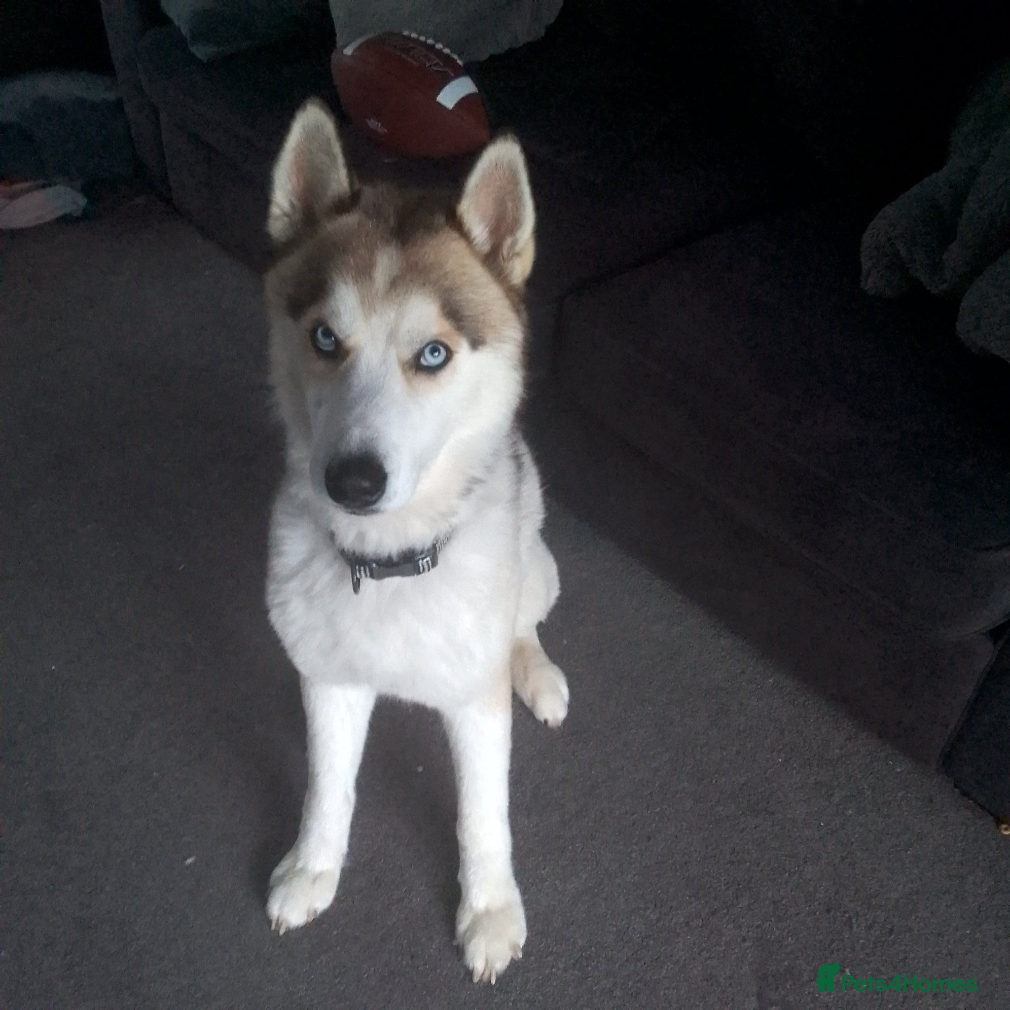 Siberian Husky dogs Thor – 3y/o Siberian Husky Looking for New Home - Advert 3