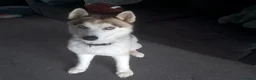 Siberian Husky dogs for sale: Thor – 3y/o Siberian Husky Looking for New Home in Rochester - Advert 1