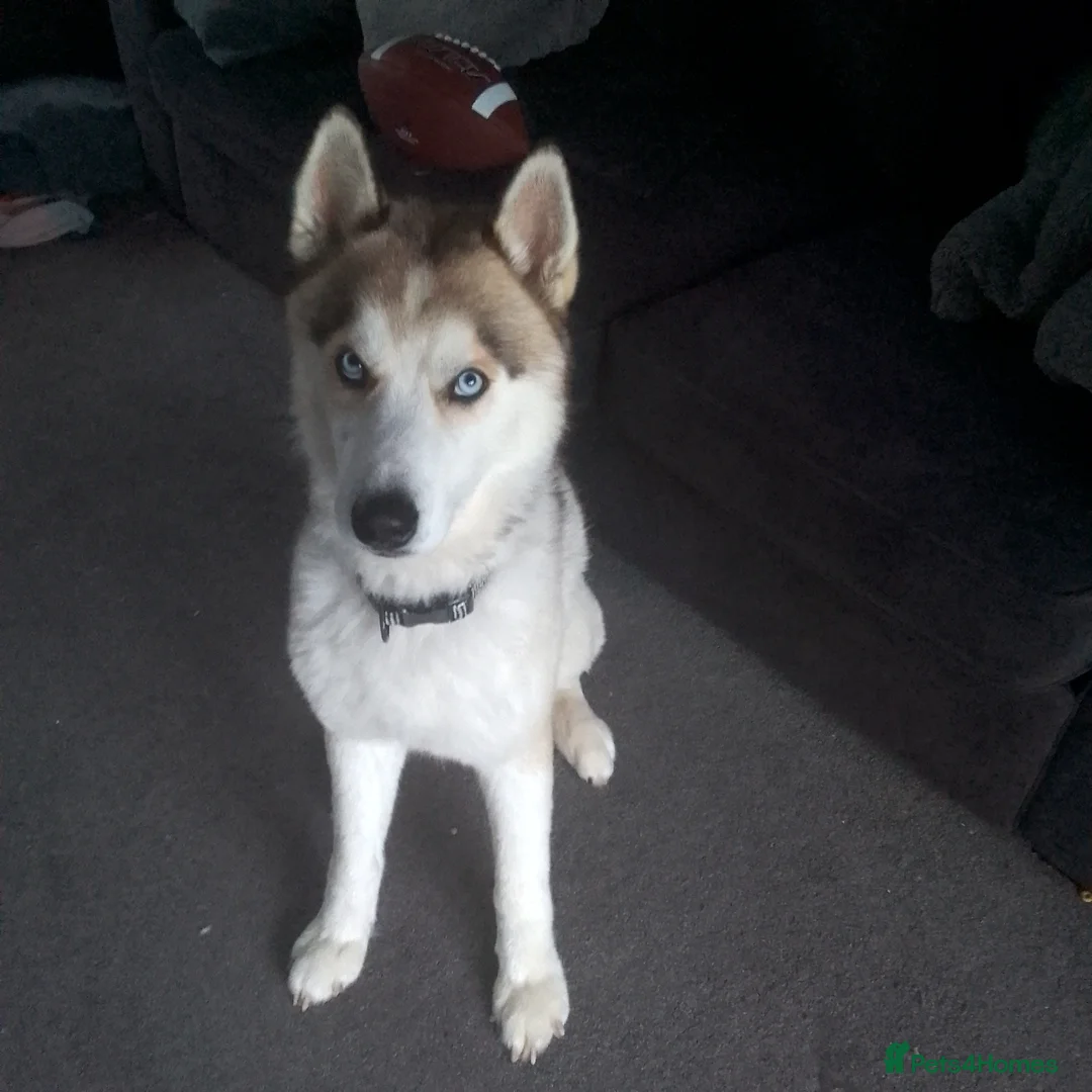 Siberian Husky dogs for sale: Thor – 3y/o Siberian Husky Looking for New Home in Rochester - Advert 1