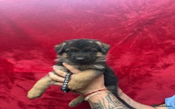 German Shepherd dogs for sale: German Shepherd Puppies  - Image 12