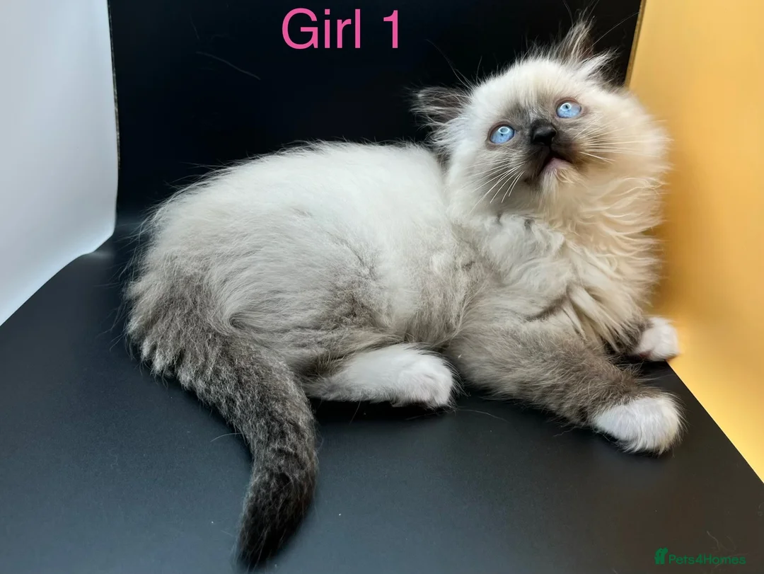 Ragdoll cats for sale: Beautiful Ragdoll Kittens – 3 Girls & 2 Boys  - Advert 1