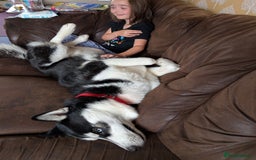 Siberian Husky dogs for sale: Krypto- 1yr Husky, Friendly, Goofy boy. Offers ok - Image 2