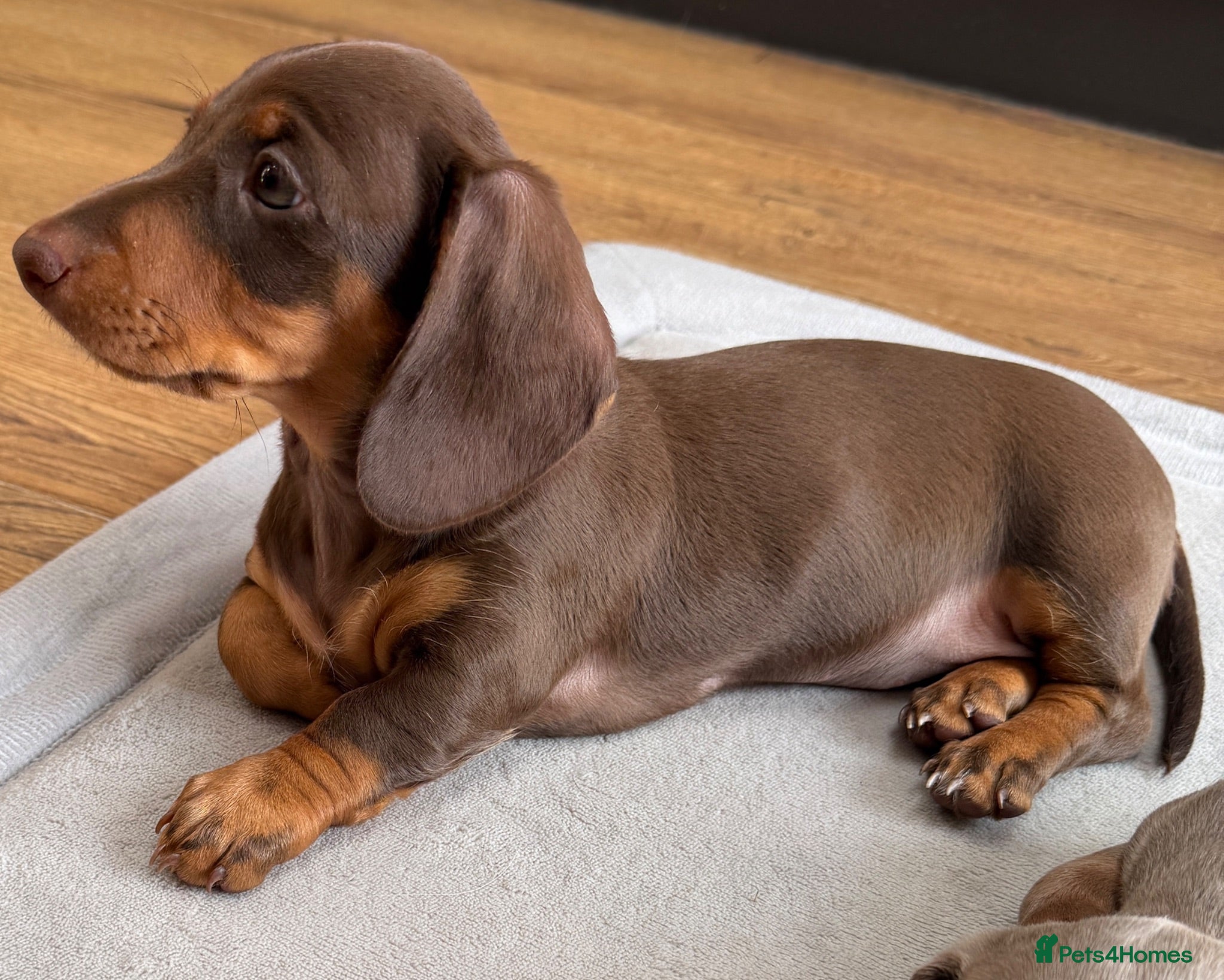 Miniature Dachshund dogs Last puppy ready now  - Advert 2