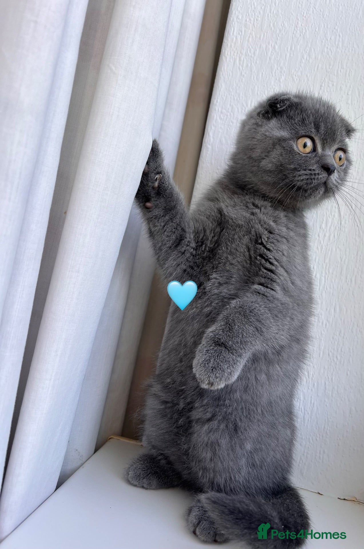 Scottish Fold cats 🐾Beautiful Scottish Fold and Straight 🐾 - Advert 5