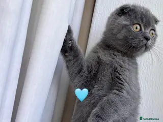 Scottish Fold cats 🐾Beautiful Scottish Fold and Straight 🐾 - Advert 7