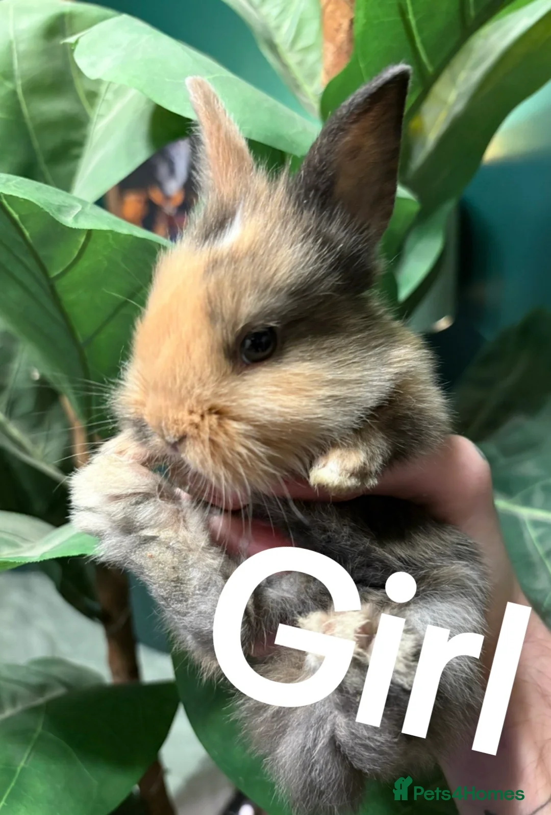 Belgian Hares rabbits for sale: 4 beautiful harlequin rabbits  - Advert 3