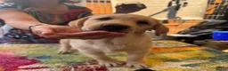 Labrador Retriever dogs for sale: KC Reg Yellow & Black Labrador Pupp - Advert 11