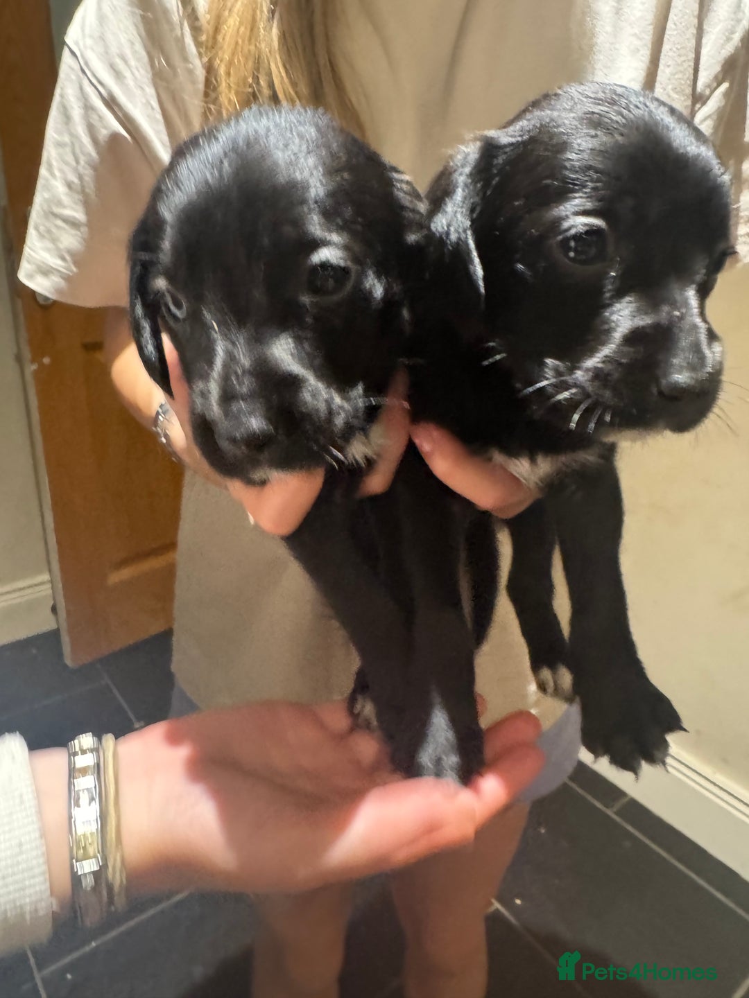 Mixed Breed dogs for sale: Sprollies - Image 4