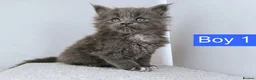 Maine Coon cats for sale: DNA health tested Maine coon kittens  - Advert 31