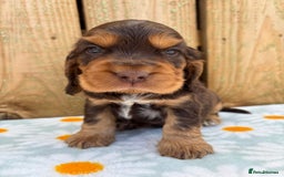 Cocker Spaniel dogs for sale: Ready 30th august import lines  - Image 25