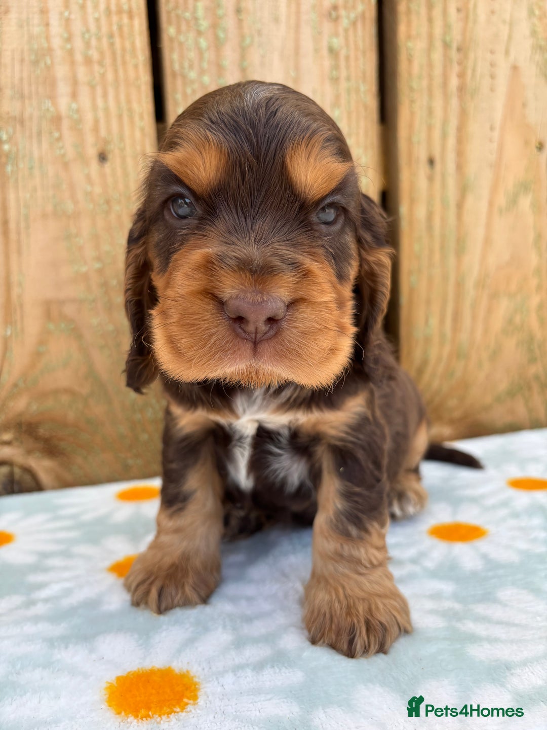 Cocker Spaniel dogs for sale: Ready 30th august import lines  - Image 25