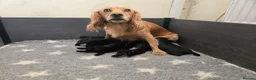 Cocker Spaniel dogs for sale: Stunning Working Cocker Spaniel Pups - Advert 9