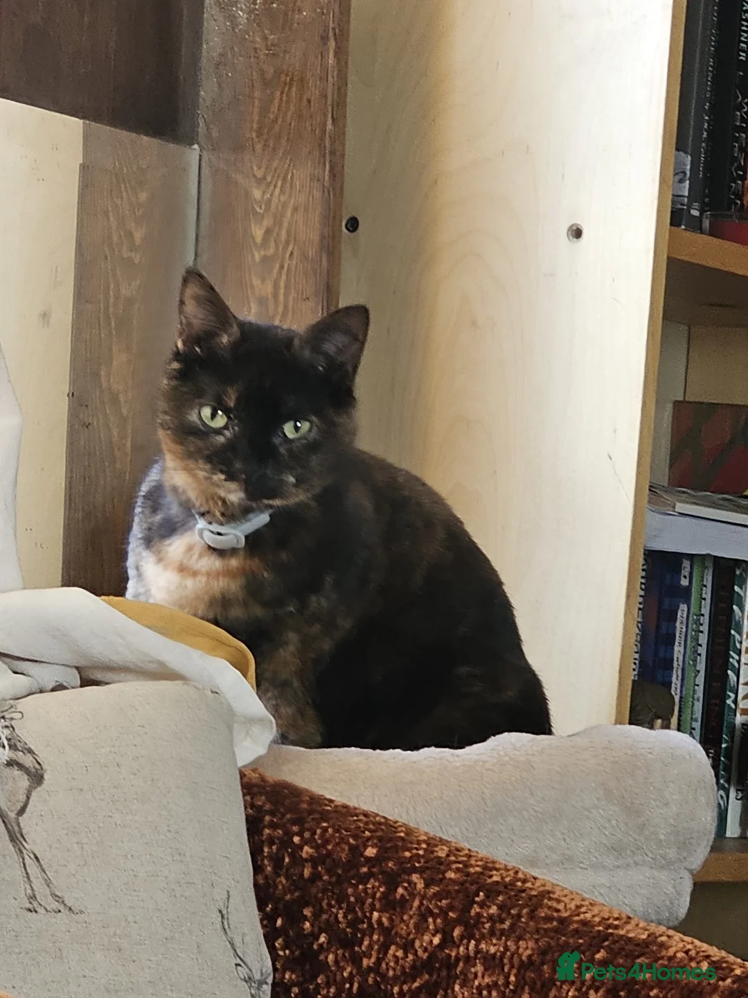 Mixed Breed cats for sale: Need to re-home cat mokka  - Advert 7