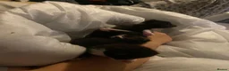 Ragdoll cats for sale: Ragdoll mixed breeds  - Advert 2