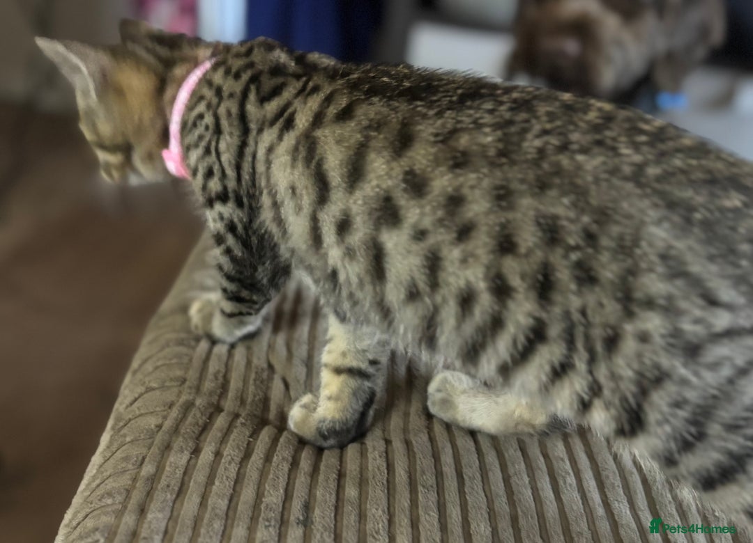 Bengal cats for sale: **1 Female remaining** Bengal cross kittens  in Petworth - Image 17