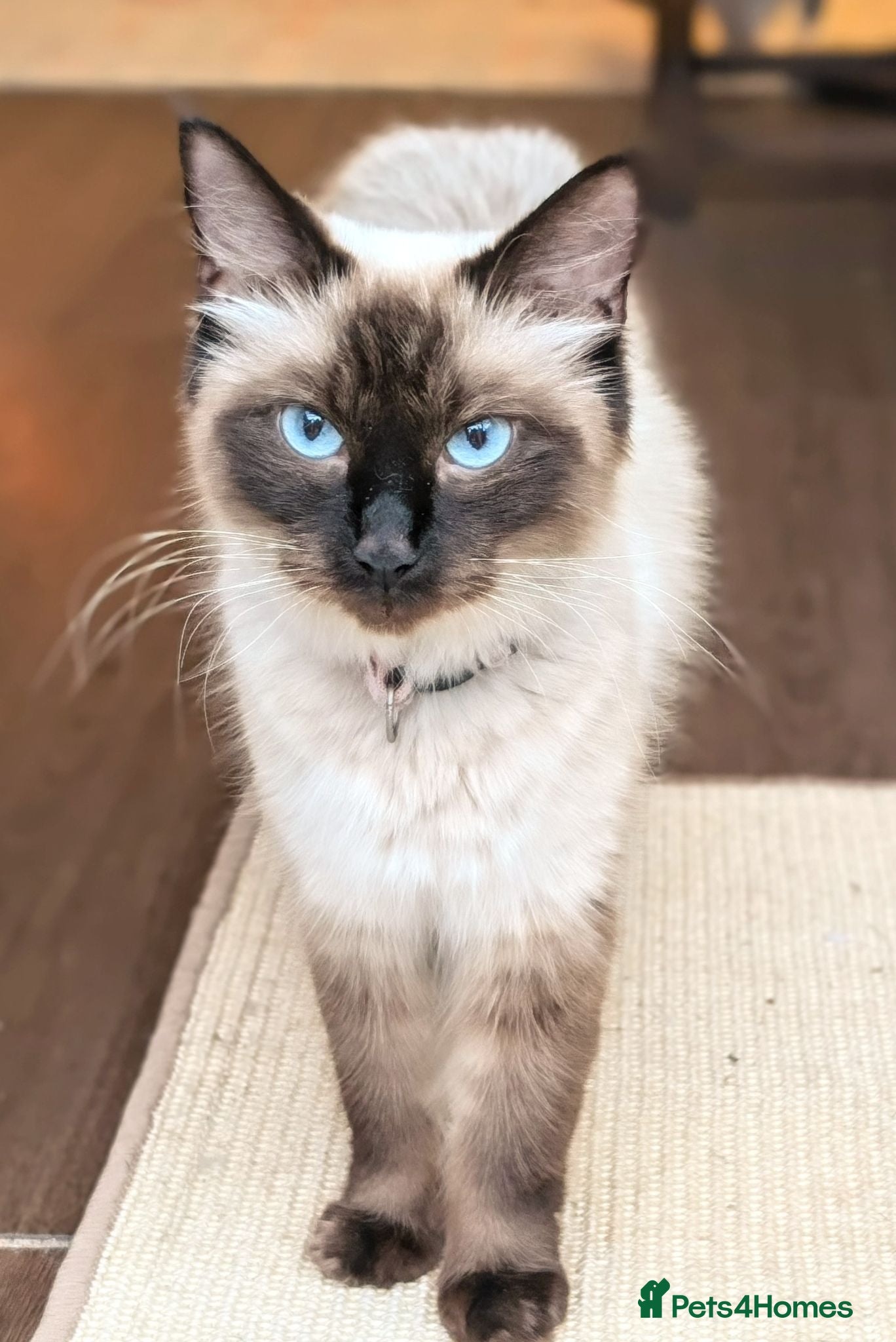 Ragdoll cats Ragdoll home reared kittens  - Advert 2