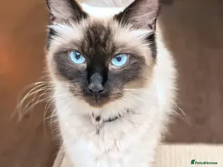 Ragdoll cats Ragdoll home reared kittens - Advert 14
