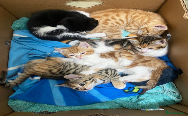 Domestic Shorthair cats - Advert 1