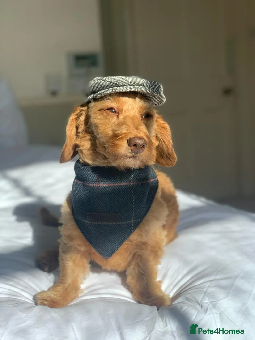 Mixed Breed dogs for stud: Gorgeous Daxiepoo Stud (Toy Poodle x Dachshund) - Advert 3