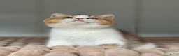 British Shorthair cats for sale: Two beautiful tabby bi colours brothers TICA reg  - Advert 6