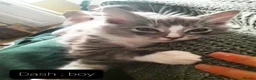 Ragcoon cats for sale: Maincoon × Ragdoll (Ragcoon)  chunky boys  - Advert 7